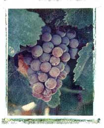 Washington Vineyards portfolio