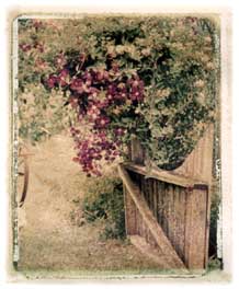 Bainbridge winery gate and clematis