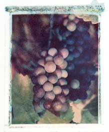 Washington Vineyards portfolio