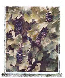 Washington Vineyards portfolio