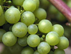 Washington wineries