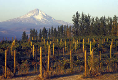 Washington wineries