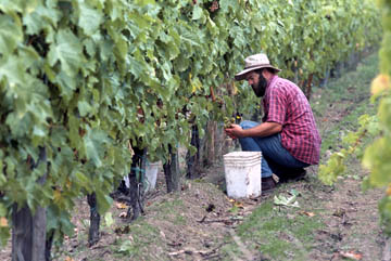Washington wineries